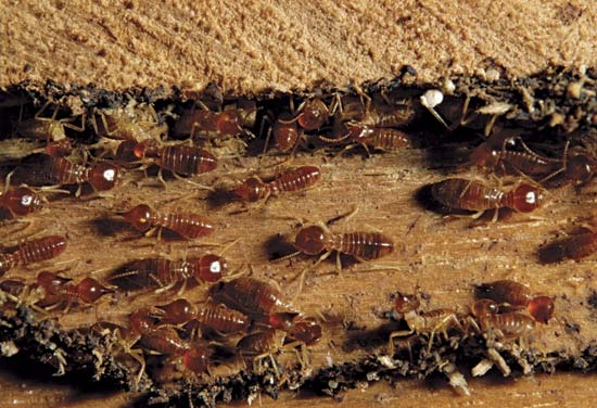 Termite Control Hobart